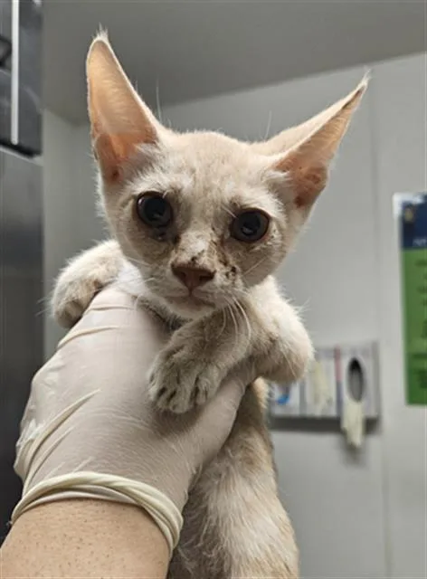 A baby small-sized male Domestic Short Hair cat named Beavis for adoption in Bakersfield, CA