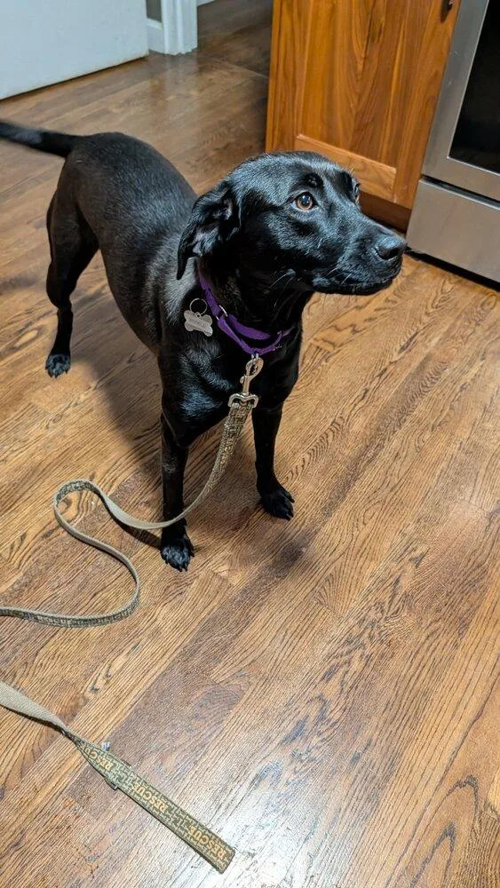 An adult medium-sized female Black Labrador Retriever dog named Winkle Jackson for adoption in Boston, MA