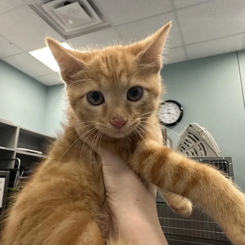 A baby small-sized male Orange / Red Domestic Short Hair cat named Sour Cream for adoption in Greensboro, NC