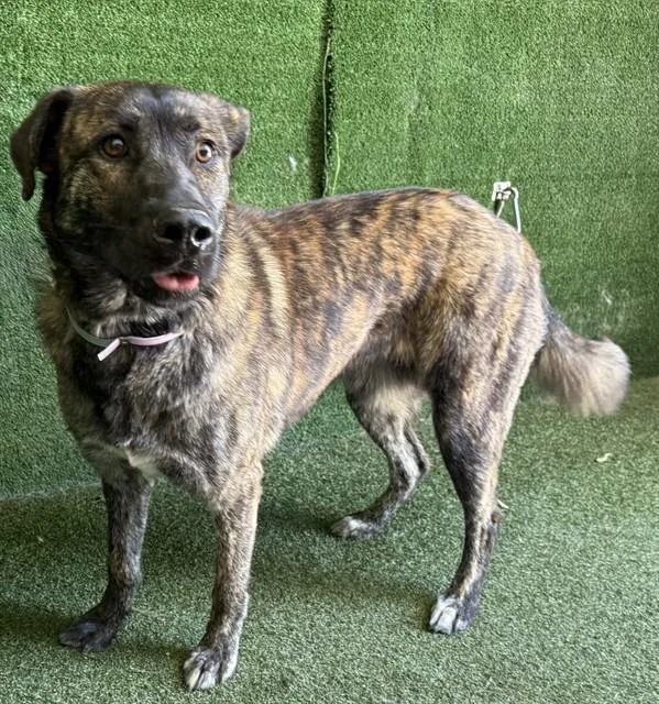 A young medium-sized female Black Mouth Cur dog named Deja for adoption in Lancaster, CA
