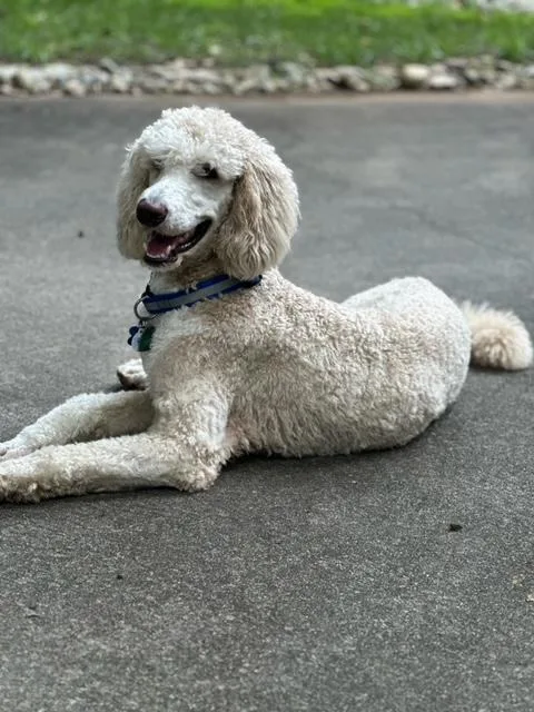 A young medium-sized male White / Cream Standard Poodle dog named Milo for adoption in Cary, NC
