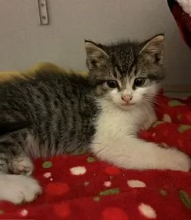 A baby medium-sized female Domestic Long Hair cat named Mural for adoption in Mason City, IA