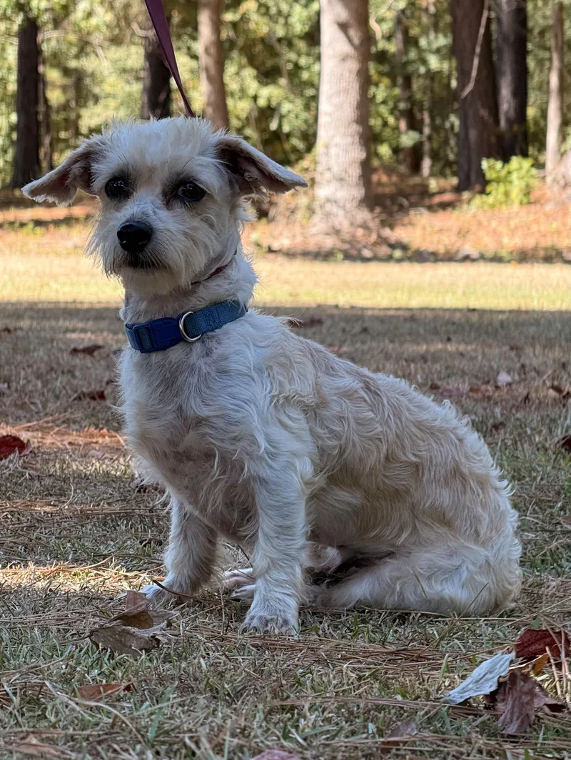 An adult small-sized male Maltese dog named Jinx for adoption in Texarkana, TX