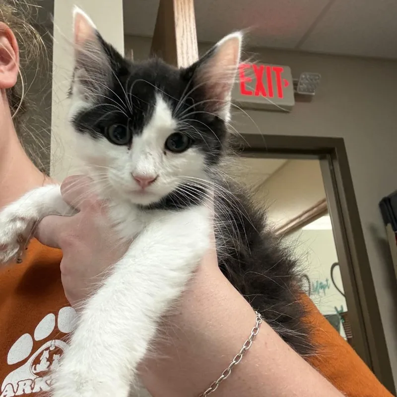 A baby small-sized male Black Domestic Long Hair cat named Mozzarella for adoption in Norfolk, NE