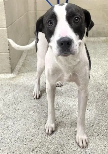 An adult medium-sized female Pit Bull Terrier dog named Trixie for adoption in Conroe, TX