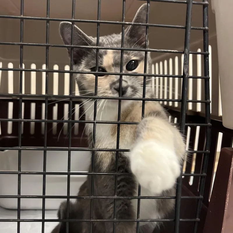 A young medium-sized female Gray / Blue / Silver Domestic Short Hair cat named Cali for adoption in Lake Jackson, TX