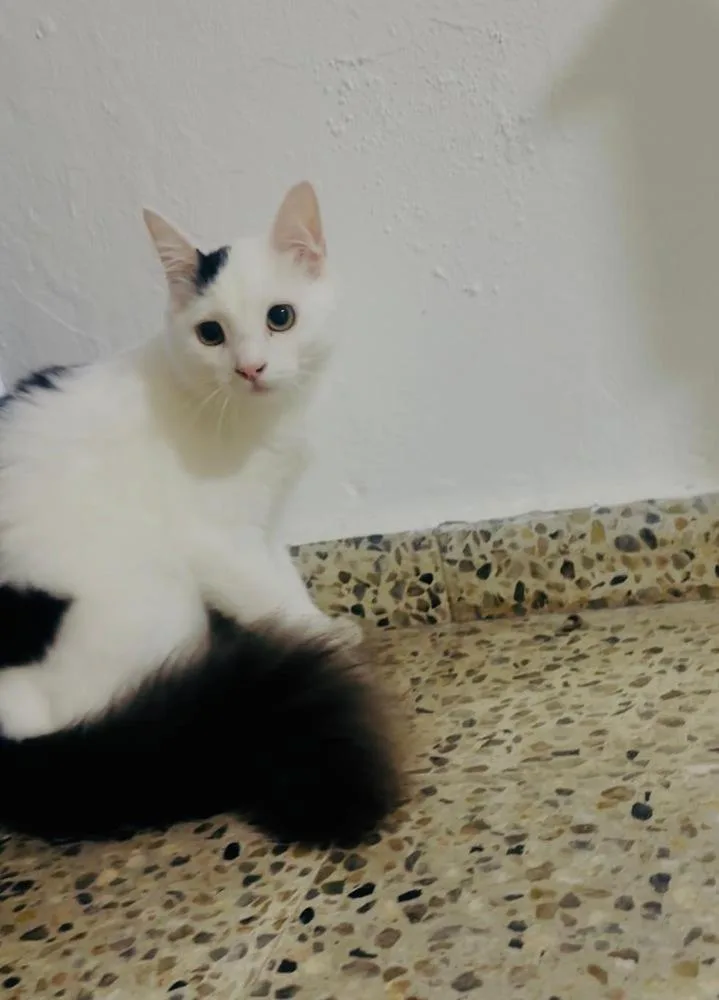 A young small-sized female Black & White / Tuxedo Domestic Short Hair cat named Michy for adoption in Naranjito, PR
