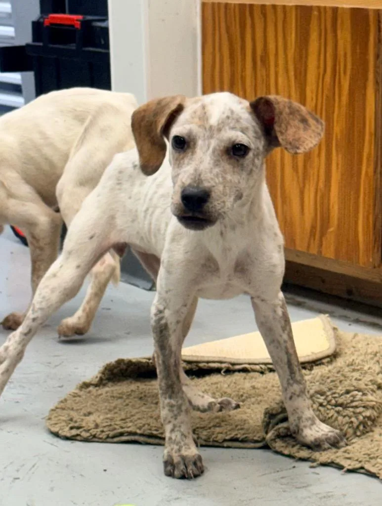 A baby medium-sized female Australian Cattle Dog / Blue Heeler dog named Hattie for adoption in North Vernon, IN