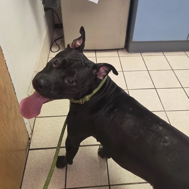 An adult large-sized female Black Mixed Breed dog named Dunkin Aka Zeena for adoption in Charleston, WV