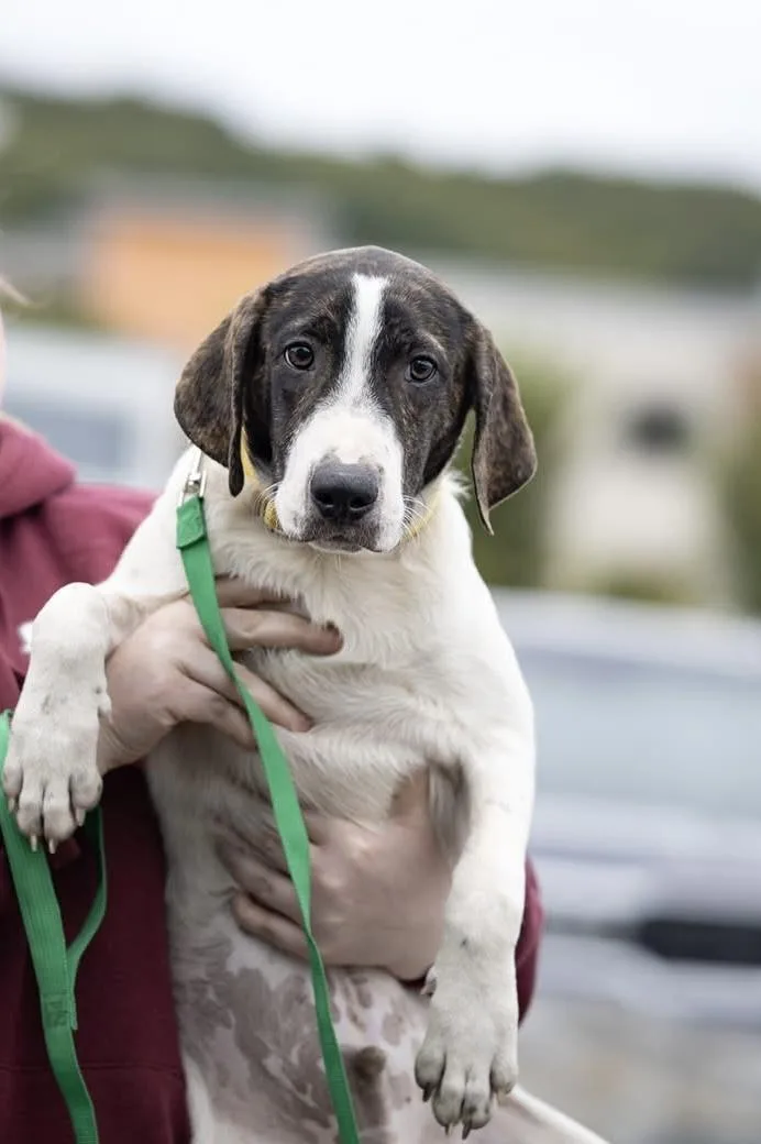A baby medium-sized male Bulldog dog named Rowdy for adoption in Watertown, CT