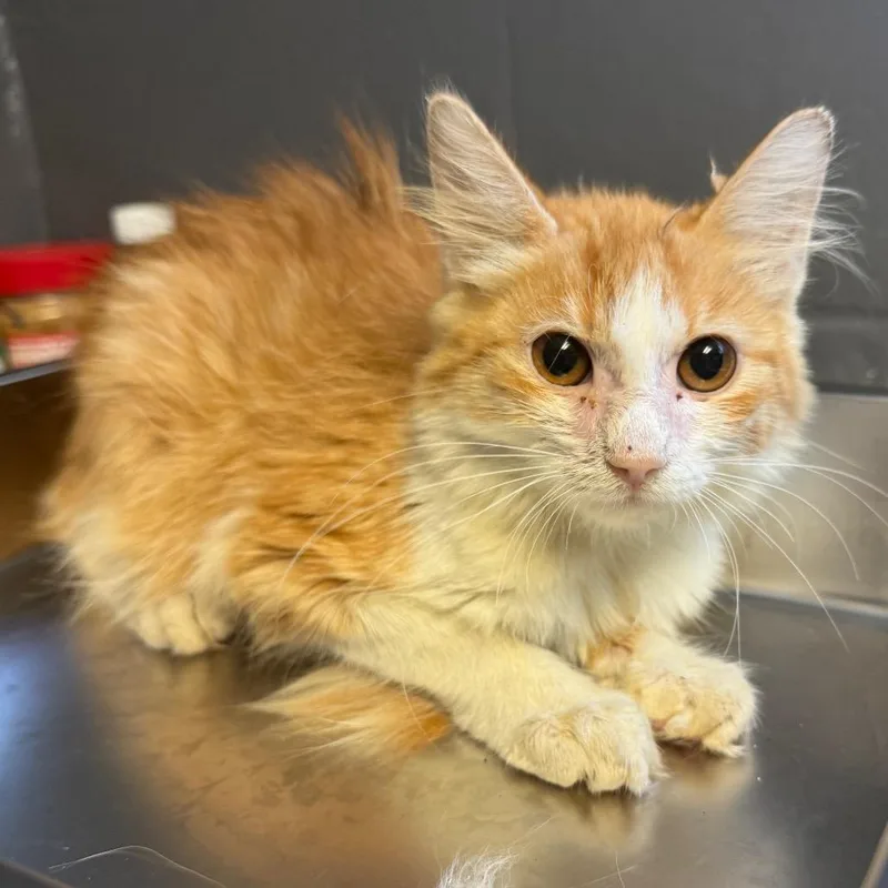 A baby small-sized male Orange / Red Domestic Medium Hair cat named TUSCStray for adoption in Tuscaloosa, AL