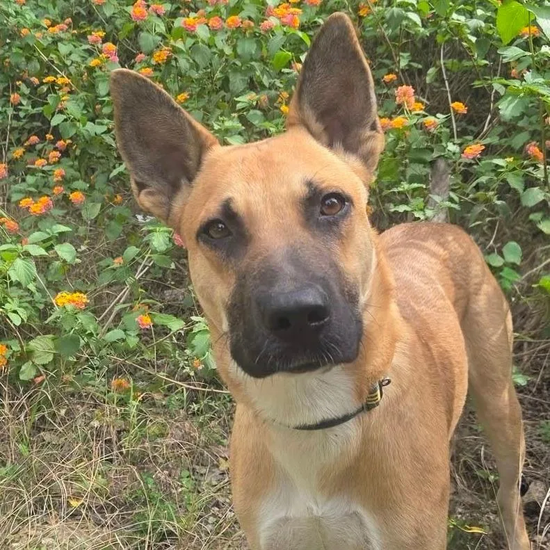A young medium-sized male Yellow / Tan / Blond / Fawn Belgian Shepherd / Malinois dog named Wright ATG for adoption in Austin, TX