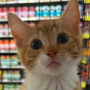 A baby medium-sized male Orange & White Domestic Short Hair cat named Axle for adoption in Battle Creek, MI