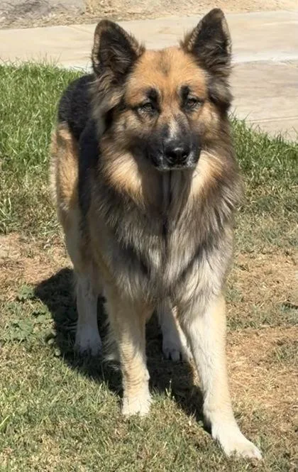 An adult large-sized male German Shepherd Dog dog named Chico for adoption in Fresno, CA