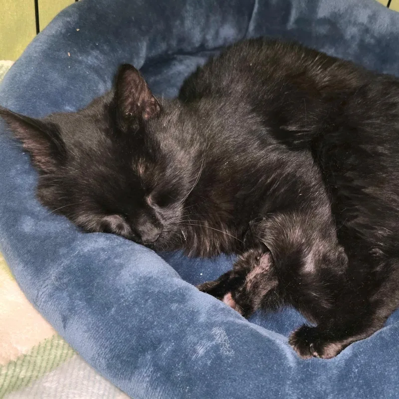 A baby small-sized female Domestic Medium Hair cat named Elvira for adoption in Maple Shade, NJ