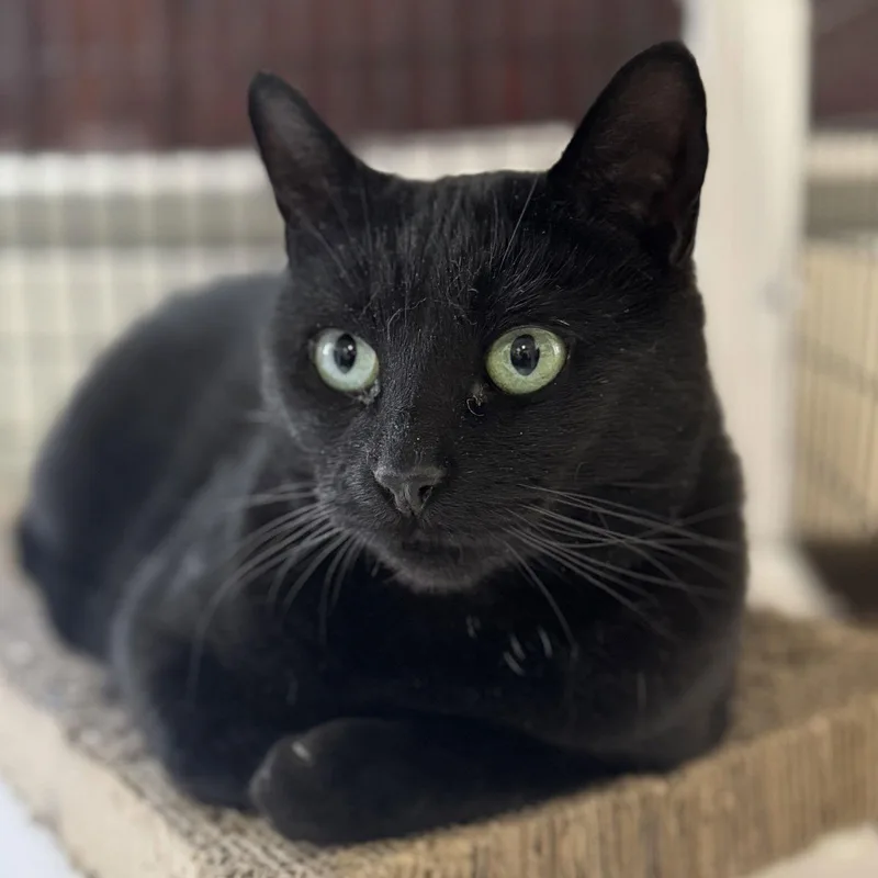 Whiskers thumbnail 2