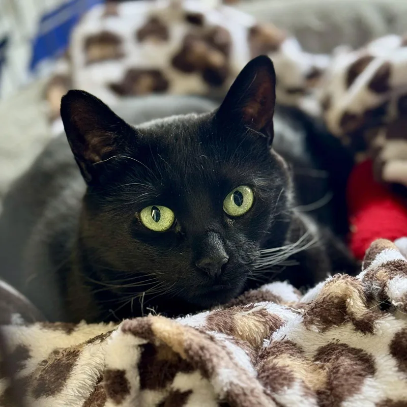 Whiskers thumbnail 3