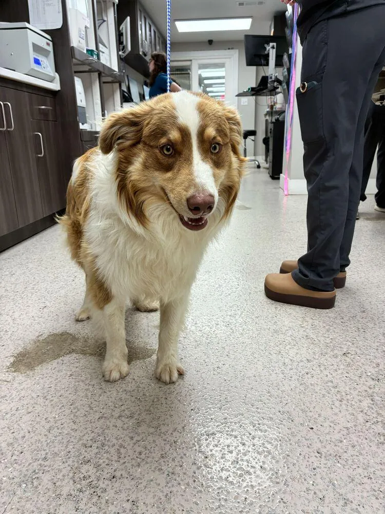 A young large-sized male Australian Shepherd dog named Loki for adoption in Marietta, GA
