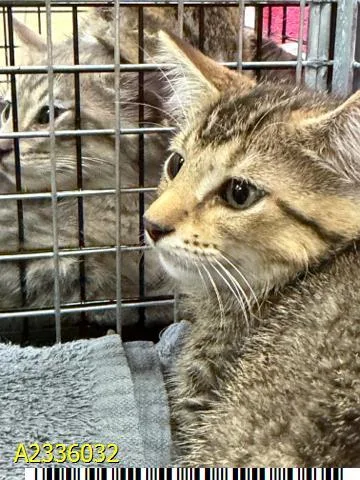 A baby small-sized male Domestic Short Hair cat named Duck for adoption in West Palm Beach, FL