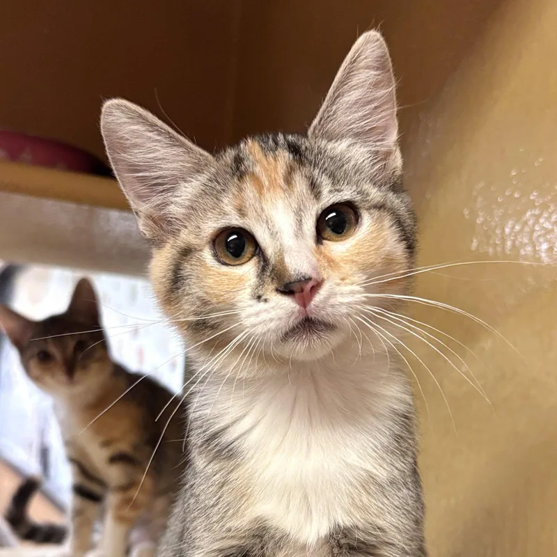 A baby medium-sized female Domestic Short Hair cat named Snickers for adoption in Sonora, CA