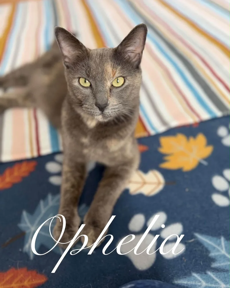 An adult medium-sized female Dilute Calico cat named Ophelia for adoption in Enfield, CT
