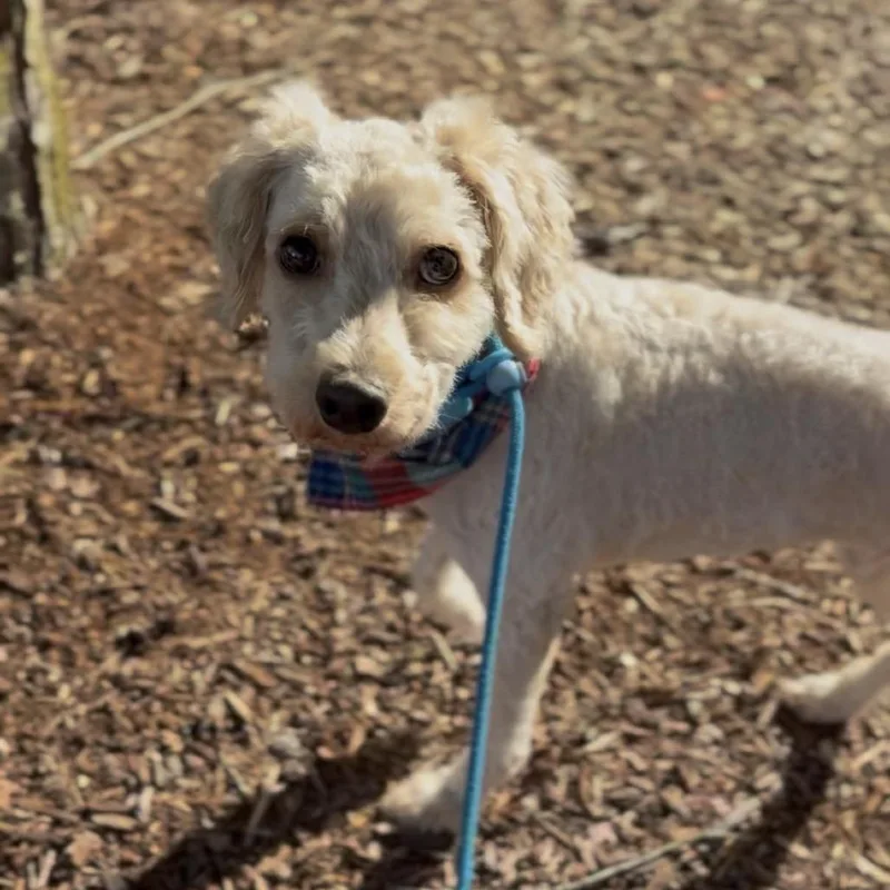 An adult small-sized female White / Cream Miniature Poodle dog named Twix for adoption in Newberg, OR