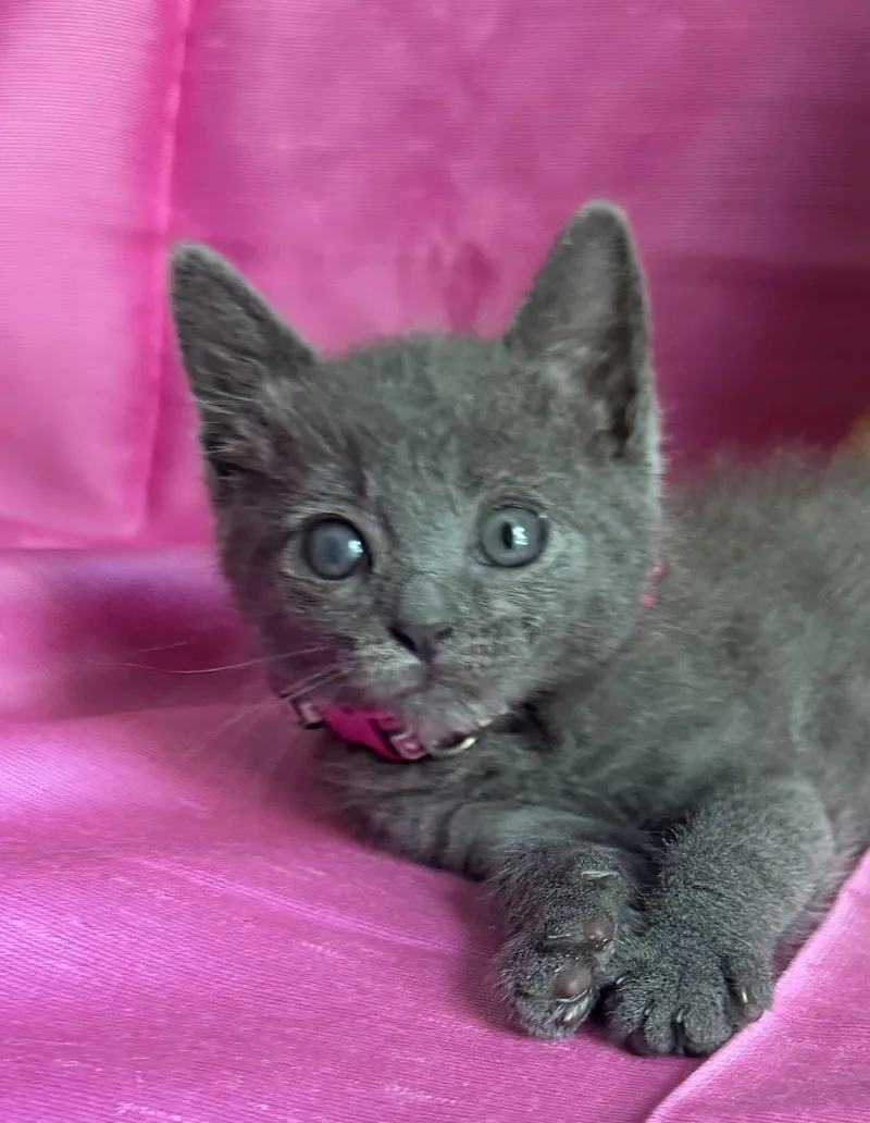A baby medium-sized female Gray / Blue / Silver Domestic Short Hair cat named Gabby for adoption in Rowland Heights, CA