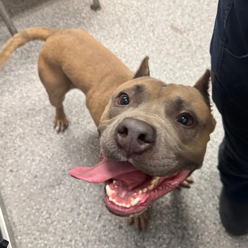 An adult large-sized male Pit Bull Terrier dog named Pittie for adoption in Henderson, NV