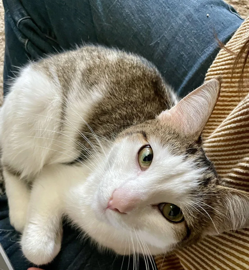 Pearl Stone thumbnail 2