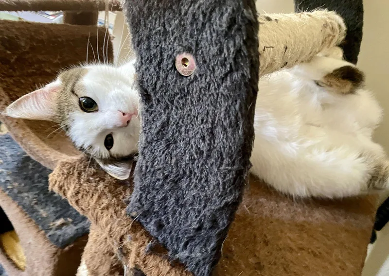 Pearl Stone thumbnail 3