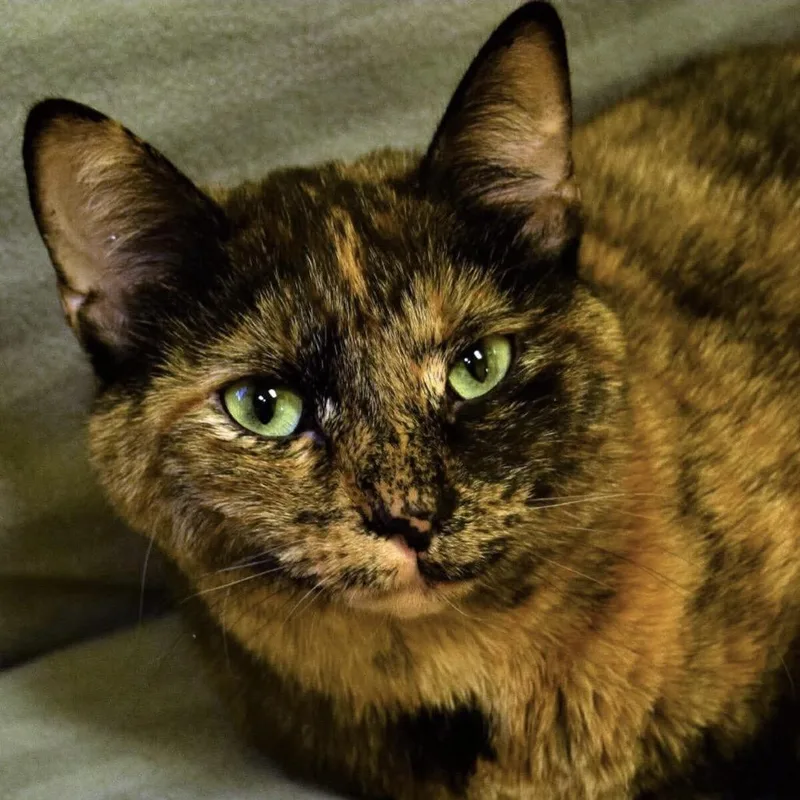 A senior small-sized female Domestic Short Hair cat named Patches for adoption in Arlington Heights, IL