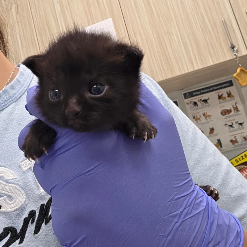 A baby small-sized female Black Domestic Short Hair cat named Wrangler for adoption in Chattanooga, TN