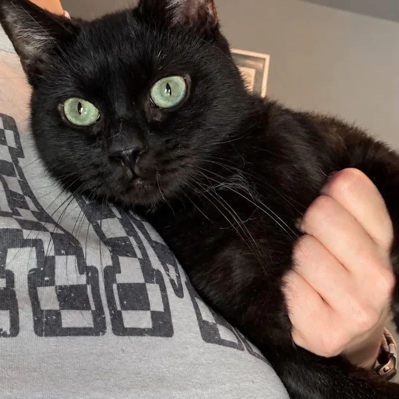 An adult medium-sized male Black Domestic Short Hair cat named Obi for adoption in Manchester, MD