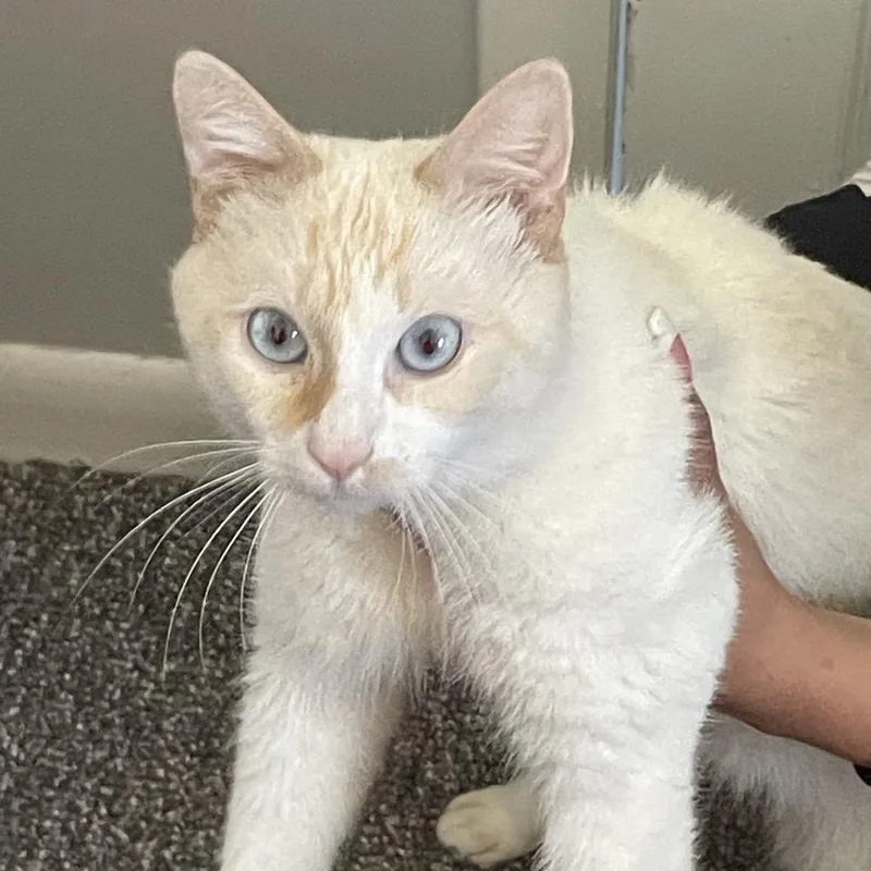 A young medium-sized male Cream / Ivory Domestic Short Hair cat named Beauty for adoption in Newark, NJ