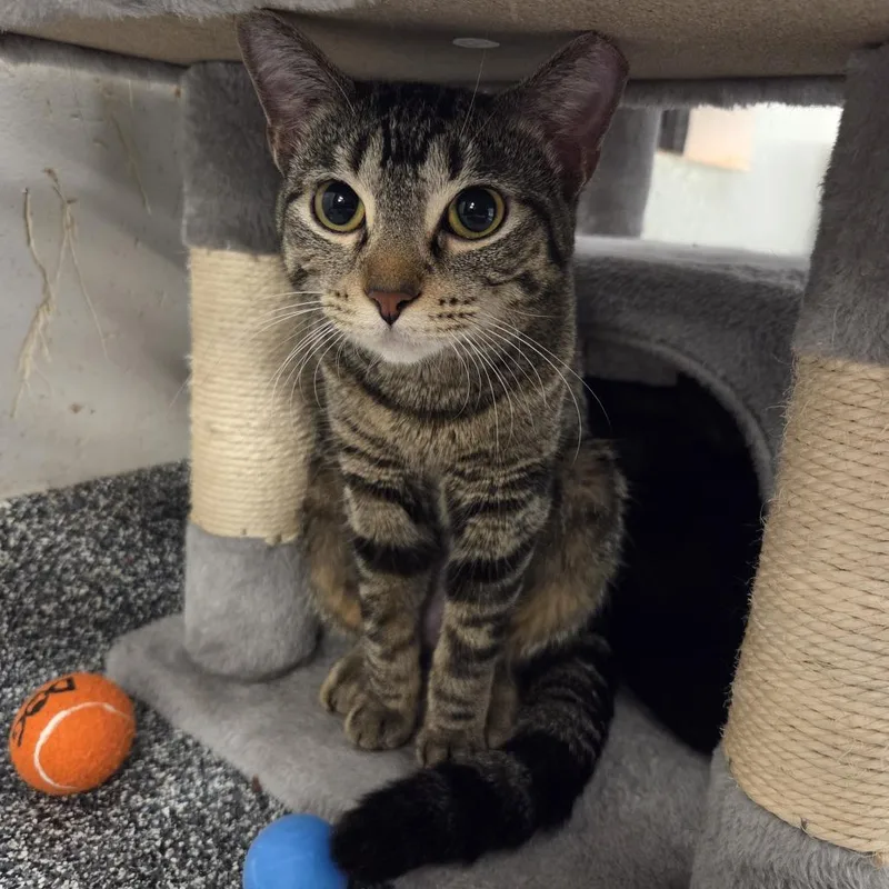 An adult medium-sized female Brown / Chocolate Domestic Short Hair cat named Kanga for adoption in Hinsdale, IL