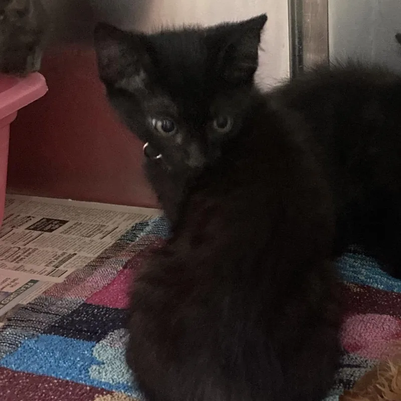 A baby small-sized male Black Domestic Medium Hair cat named Smalls for adoption in Galveston, TX