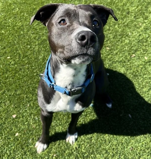 Pharaoh Anthony thumbnail 2