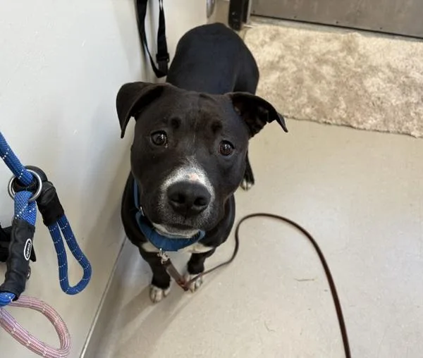 Pharaoh Anthony thumbnail 3