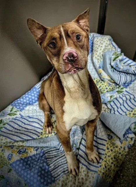 An adult large-sized male American Bulldog dog named Milton for adoption in Clyde, NC
