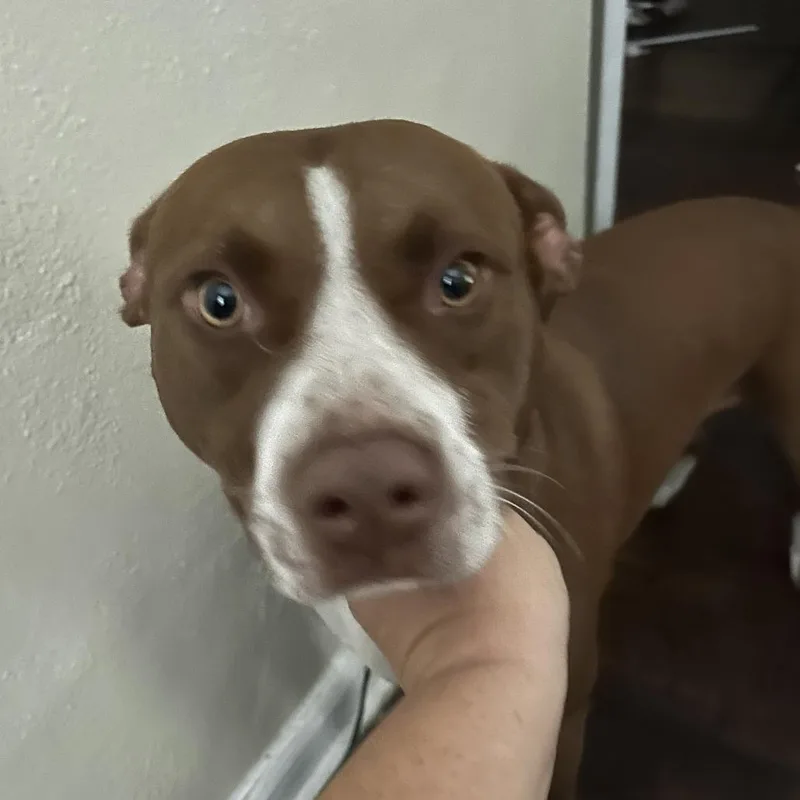 An adult medium-sized male Mixed Breed dog named Red for adoption in Columbus, GA