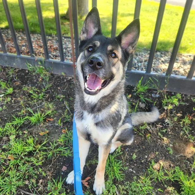 A young large-sized female German Shepherd Dog dog named Thora for adoption in Minneapolis, MN