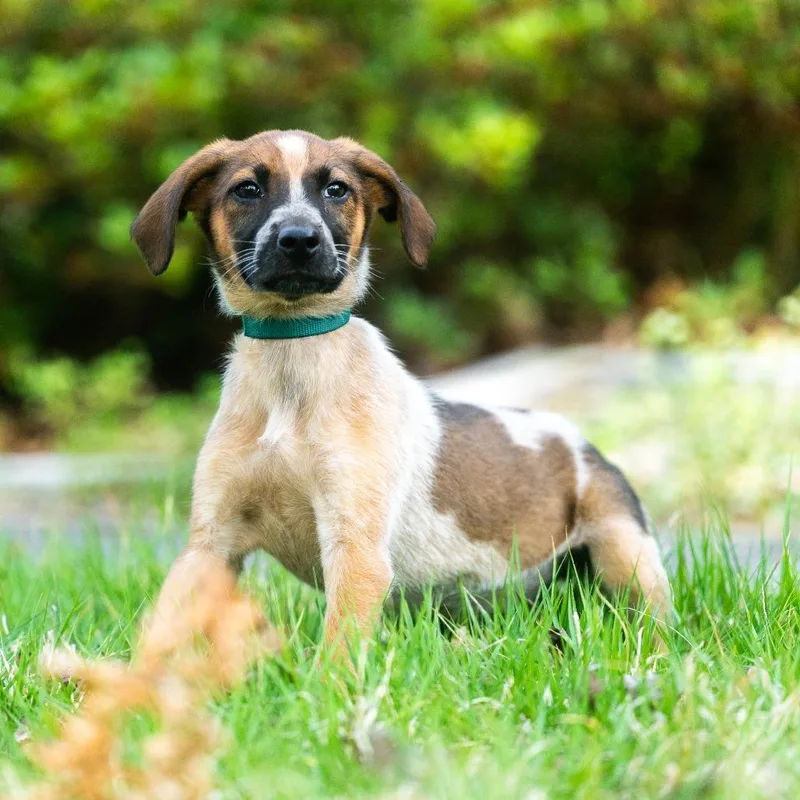 A baby small-sized female Yellow / Tan / Blond / Fawn Collie dog named Captain for adoption in Wake Forest, NC