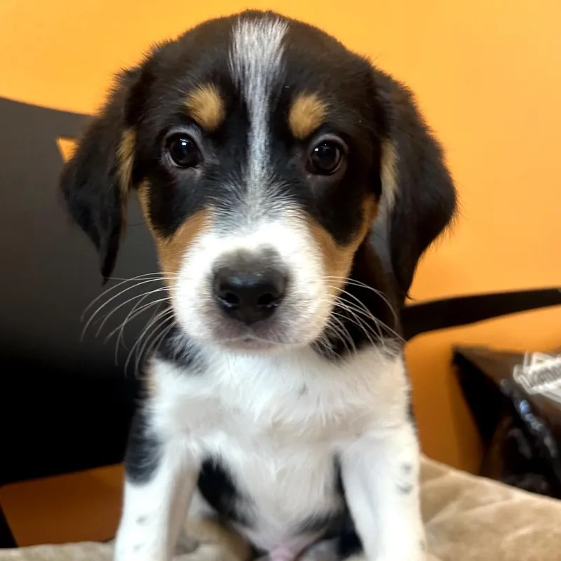 Ruger