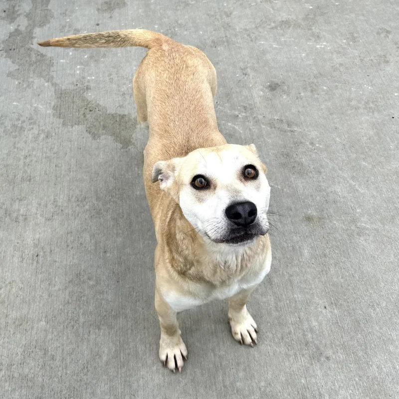 An adult medium-sized female Yellow / Tan / Blond / Fawn Terrier dog named Noel for adoption in Washington, DC