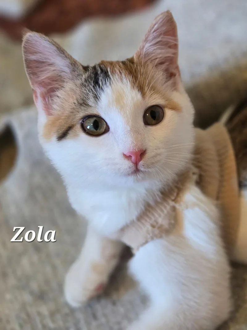 A young medium-sized female Domestic Short Hair cat named Zola for adoption in Woodsfield, OH
