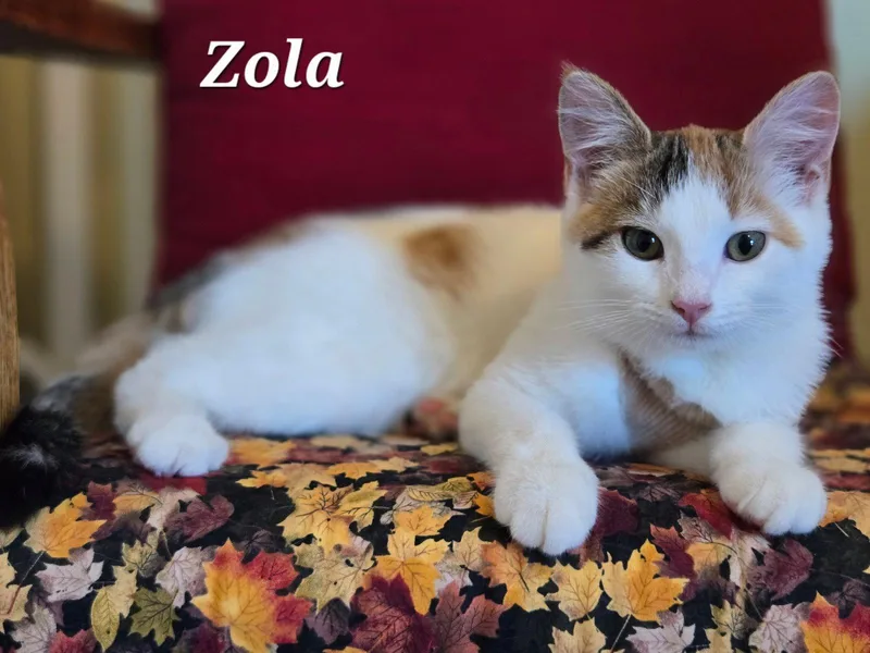 Zola thumbnail 3