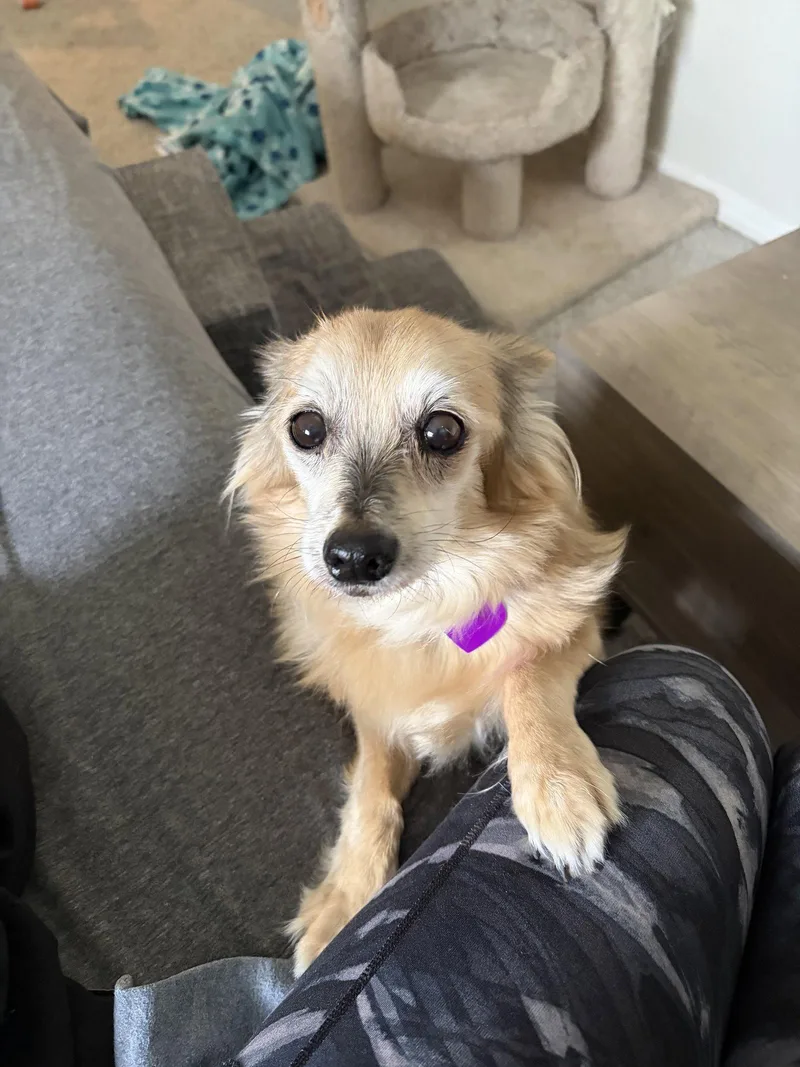 A senior small-sized female Terrier dog named Hollywood for adoption in Aurora, CO