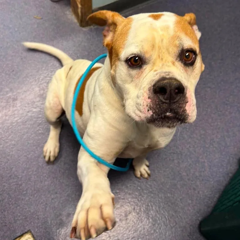 An adult large-sized female White / Cream Mixed Breed dog named Bouquet for adoption in Edwardsville, IL