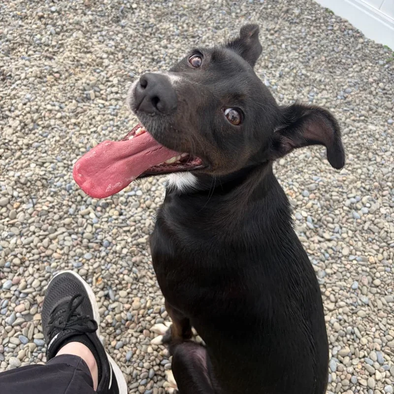 An adult medium-sized female Black Labrador Retriever dog named Mona for adoption in Binghamton, NY