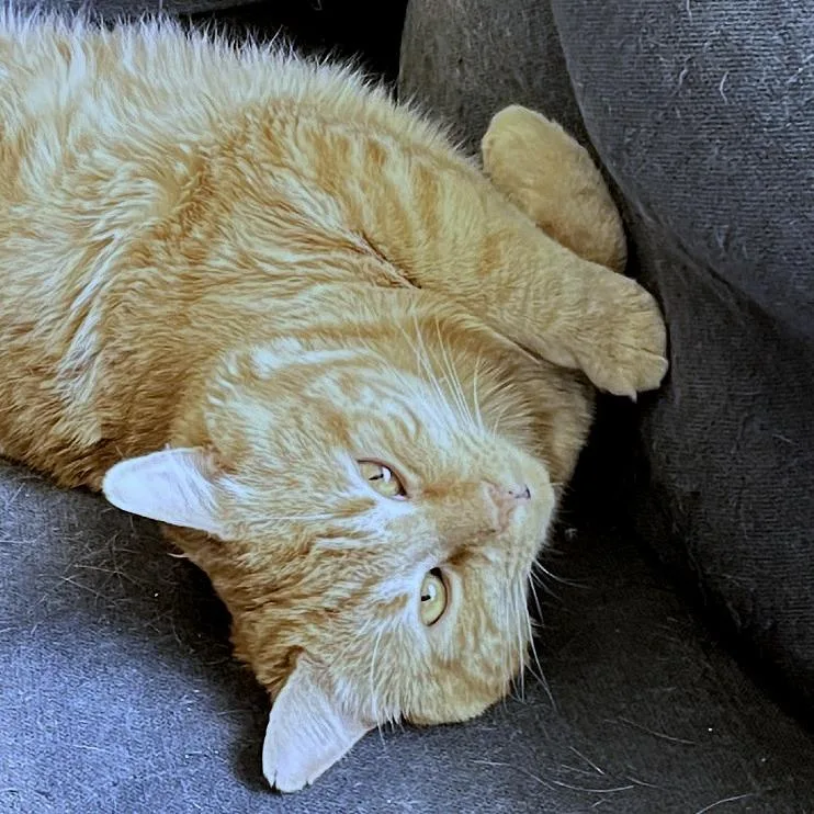 An adult large-sized male Orange / Red Domestic Short Hair cat named Munchkin for adoption in Providence, RI